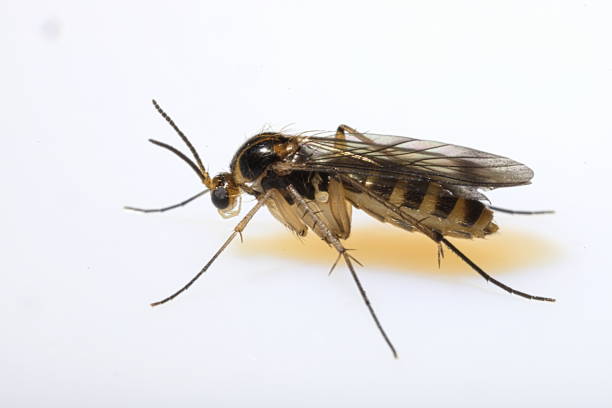 真菌グナット(マイセトフィリダ科sp) - insect macro fly magnification ストックフォトと画像