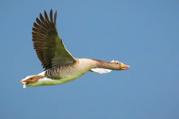 istock Greylag goose Anser Anser flight 1200817585