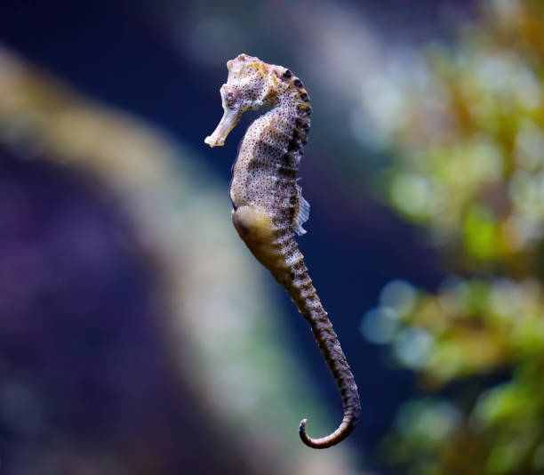 caballo de mar - sea horse fotografías e imágenes de stock