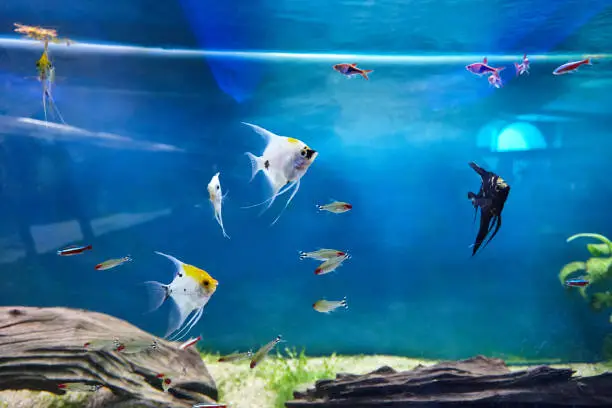 Photo of aquarium tank with different freshwater fish pets. neon tetra, angelfish and anothers.