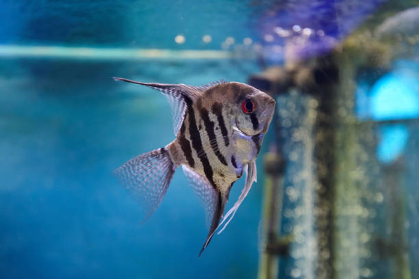 istock pterophyllum angelfish on blue water background. aquarium pets. 1200818984