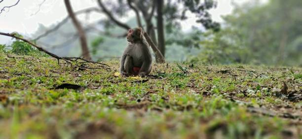 istock Alone Monkey  in the jungle of eastern Himalayas 1200819137