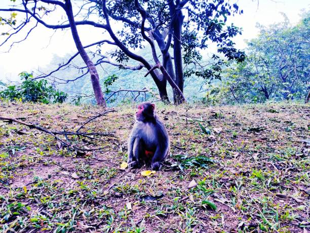 istock Alone Monkey  in the jungle of eastern Himalayas 1200819202