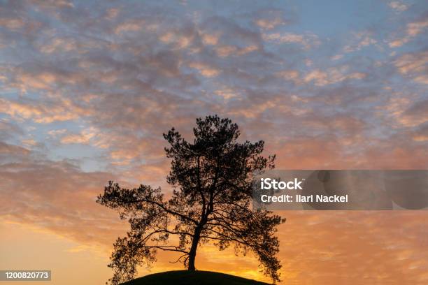 Wolfsburg Sunset With Pine Tree Silhouette In Foreground Stock Photo - Download Image Now