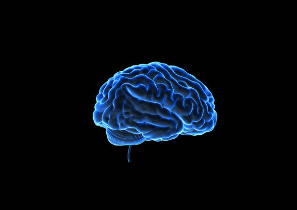 Human Brain Concept, Blue Glowing Xray Brain, Human Brain Power Neurology 3d Render human brain 3d stock pictures, royalty-free photos & images