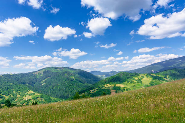 istock mountain meadow with wild herbs and green grass 1200828489