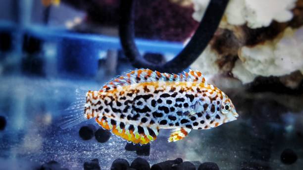 istock Female black spotted Leopard Wrasse  - (Macropharyngodon meleagris) 1200830238