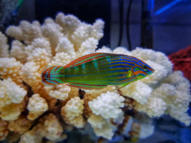 istock Hoevens saltwater wrasse fish -  Halichoeres melanurus 1200830241