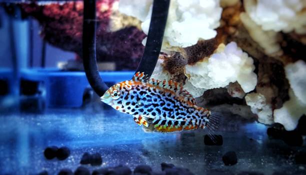istock Female black spotted Leopard Wrasse  - (Macropharyngodon meleagris) 1200830244