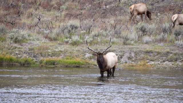 bull elk stands in the madison river at yellowstone