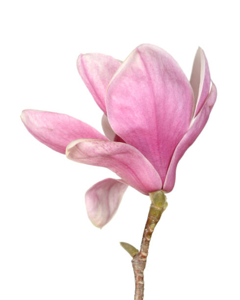 istock pink magnolia flower 1200830327