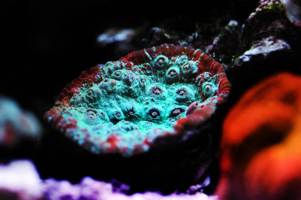 istock Living Lava chalice LPS coral - Pectiniidae sp. 1200832779