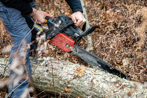 istock Lumberjack using a Gas-Powered Chain Saw cutting trees 1200835086