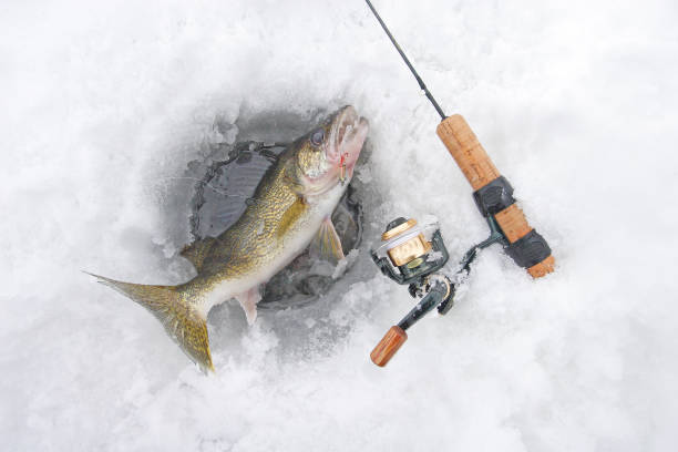 Walleye 1696 ice fishing for walleye with ice fishing jig ice fishing stock pictures, royalty-free photos & images
