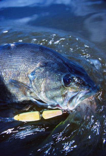 istock Smallmouth Bass 849 1200839164