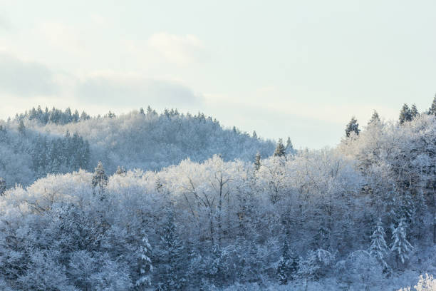 istock Snow Covered Trees,Japan winter Landscape 1200839214