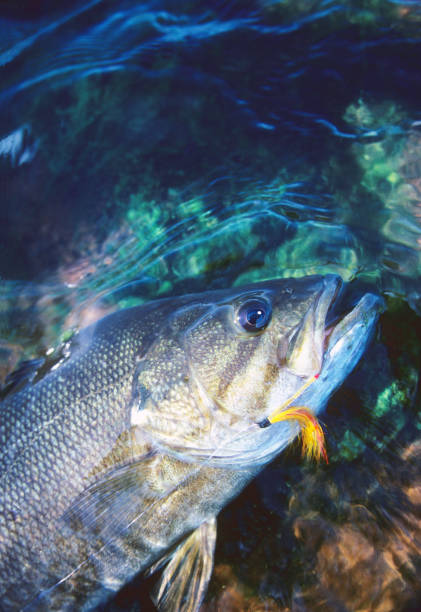 istock Smallmouth Bass 1000 1200839374