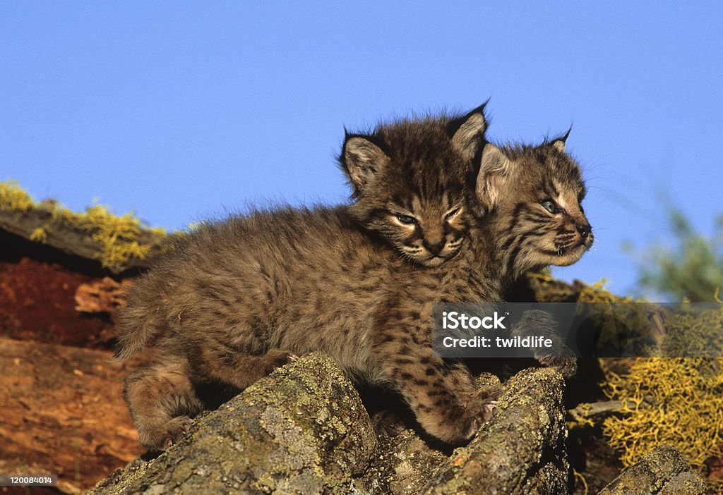 Bobcat chatons jouer - Photo de Animaux à l'état sauvage libre de droits