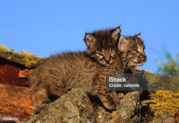 Photo libre de droit de Bobcat Chatons Jouer banque d'images et plus d'images libres de droit de Animaux à l'état sauvage - Animaux à l'état sauvage, Chasser, Chat domestique