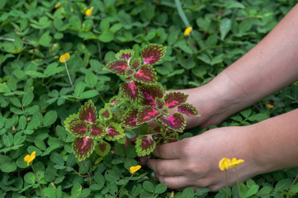 istock Flower in an open hand. Top view. 1200840161