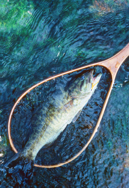 lobina negra 1003 - smallmouth bass fotos fotografías e imágenes de stock