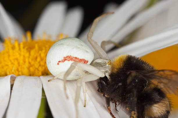 istock Goldenrod crab spider with captured bumble bee 120084031