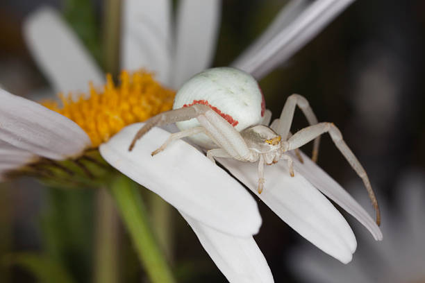 istock Goldenrod crab spider sitting on daisy 120084037
