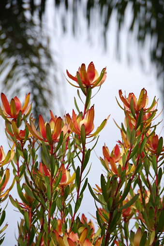Close-up selective focus view of a Leucadendron Safari Sunset Conebush plant