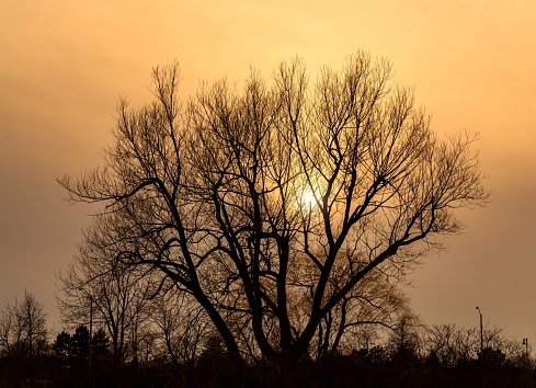 A tree silhouette in winter during sunset