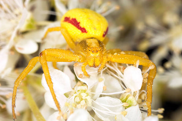 istock Goldenrod crab spider in agressive position 120084148
