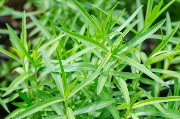 Fresh green Tarragon herb plant in garden stock photo