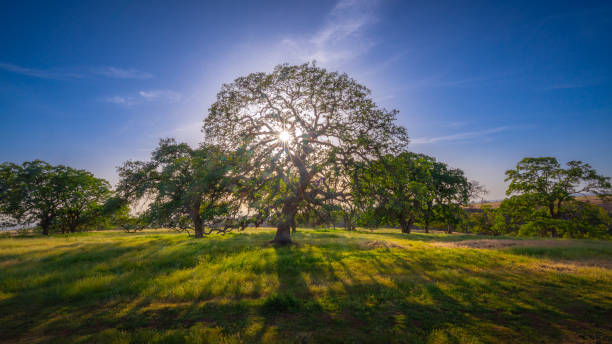 Inspirational background of sunlight through oak trees on a sunny day Inspirational background of sunlight through oak  trees on a sunny day sacramento ca stock pictures, royalty-free photos & images