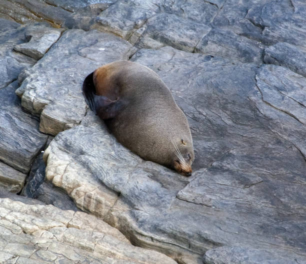istock Australian Fur Seals 1200844503
