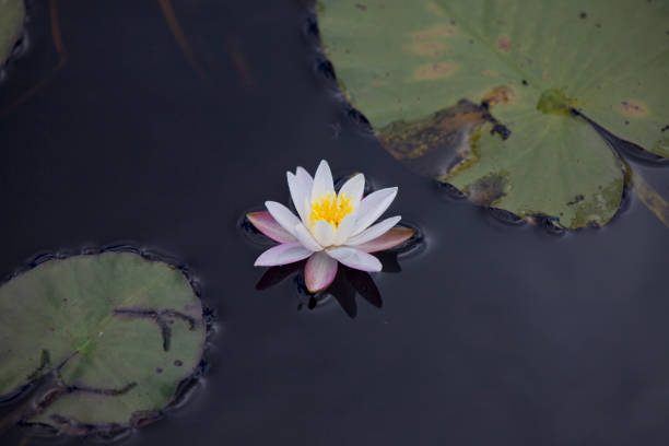 istock Water lilies along a hike 1200845396