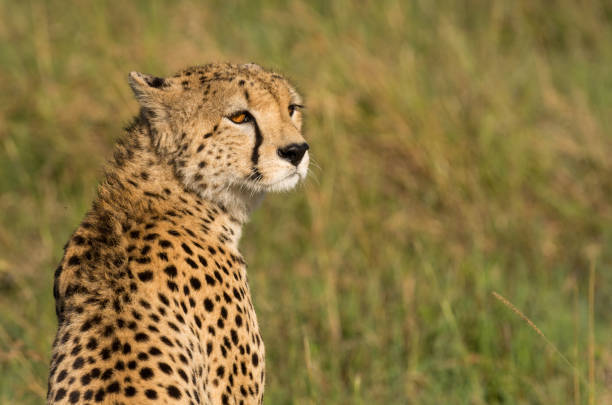 istock Female cheetah hunting 1200845559