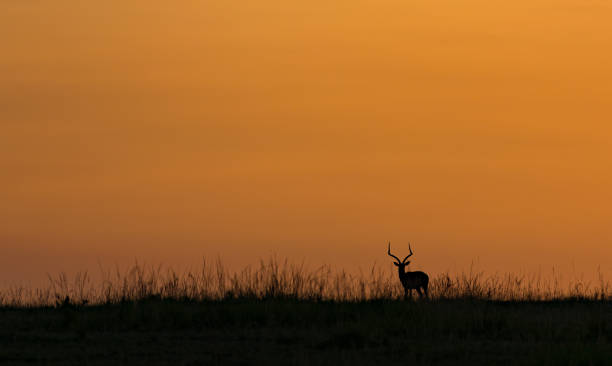 istock Sunrise on the Maasai Mara 1200845605