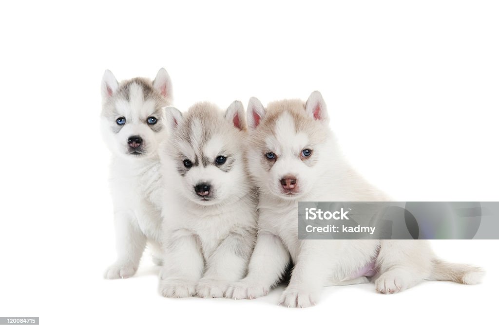 Três husky Siberiano cachorrinho, isolado - Foto de stock de Amizade royalty-free