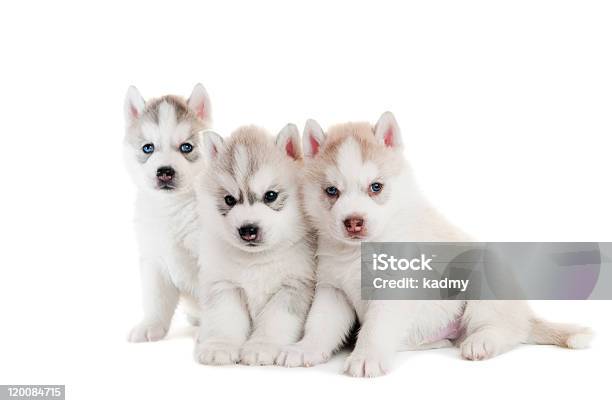 Foto de Três Husky Siberiano Cachorrinho Isolado e mais fotos de stock de Amizade - Amizade, Animal, Animal de estimação
