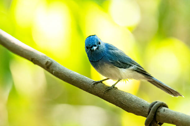 istock Black-naped Monarch perching on liana with blur green tree background 1200851444