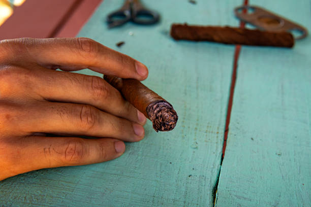 man holding cigar and tobacco leaves. traditional process of making cigars in close-up. valley of Vinales Cuba. Ingredients and tools for producing cigars on the table. man holding cigar and tobacco leaves. traditional process of making cigars in close-up. The valley of Vinales Cuba. Ingredients and tools for producing cigars on the table. cuban man smoking big cigar stock pictures, royalty-free photos & images