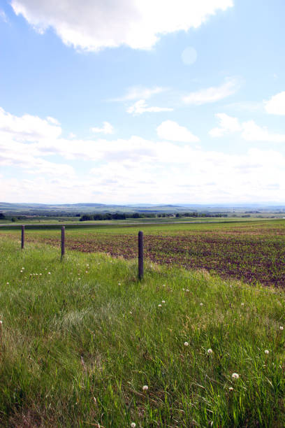 vista da pradaria - alberta prairie farm fence - fotografias e filmes do acervo