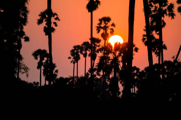 istock sunset almost night at palm forest 1200863958