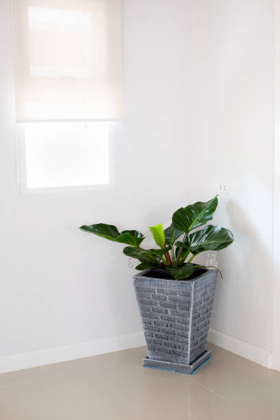 istock A tree pot on the corner of the room 1200863991