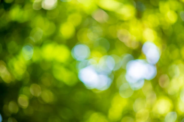 istock Abstract, nature Green leaf background and beautiful wallpaper. 1200864027
