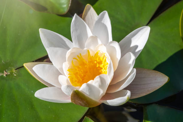 istock White water lily flower, Nymphaea alba, on a green background. 1200864128