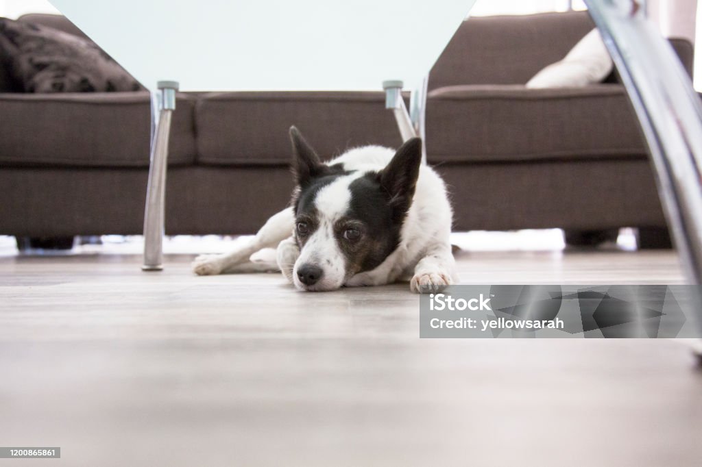 Papillon Jack Russel Mixed Breed Dog A cute black and white Papillon Jack Russel mixed breed dog lying under a coffee table. Animal Stock Photo