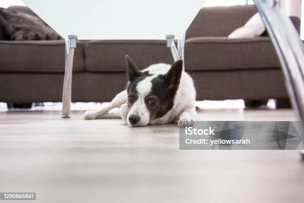 Papillon Jack Russel Mixed Breed Dog Stock Photo - Download Image Now - Animal, Australia, Below