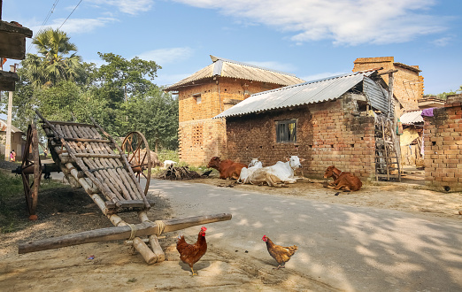 Indian village at Bolpur West Bengal with view of hand pulled cart with brick and mud houses and cows sitting by the roadside