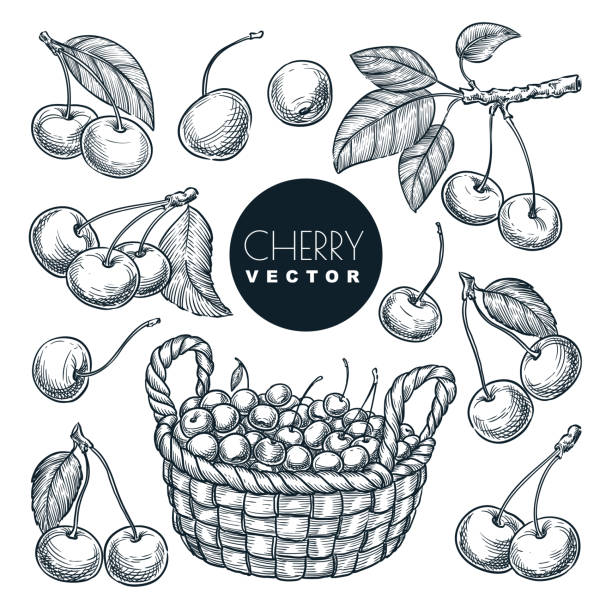 ilustrações de stock, clip art, desenhos animados e ícones de cherry berries sketch vector illustration. sweet berries harvest in basket. hand drawn garden agriculture and farm. - cesto ilustrações