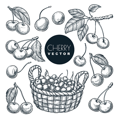 Cherry berries sketch vector illustration. Sweet berries harvest in wooden basket. Hand drawn garden agriculture and farm isolated design elements.